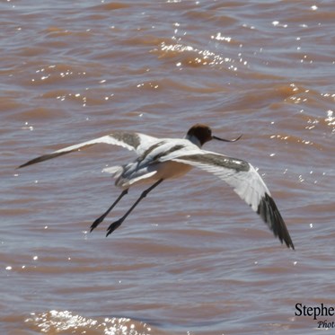 Red Necked Avocets now call Glendambo their new home.