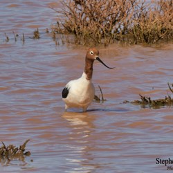 The floodwaters have now attracted new wildlife into the area.