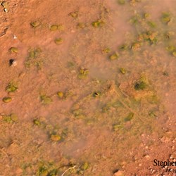 The floodwater had hatched millions of Shield Shrimps