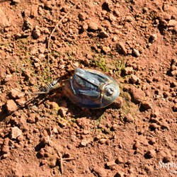 This dead Shield Shrimp was as big as a 20 cent piece
