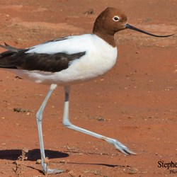The floodwater have also attracted new wildlife to the area.