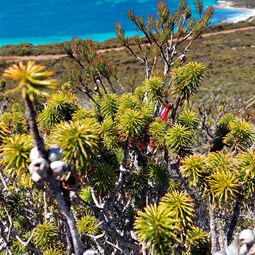 Views over Cheynes Bay/Cape Riche