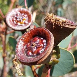 All the flora is oversized!