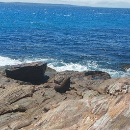 Not a rock - A Sealion!