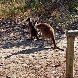 Kangaroos