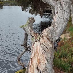 Paperbarks at the inlet