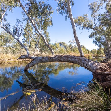 Kalgan Creek Rope Swing Camp