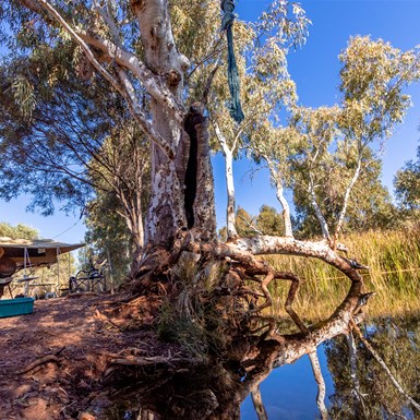 Rope Swing Camp at Kalgan Creek