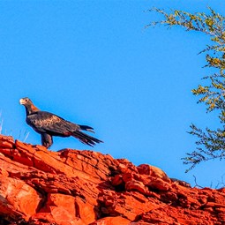 Wedge Tail Eagle