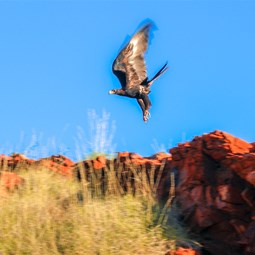 Wedge Tail Eagle in flight take off