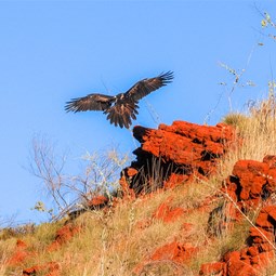 Wedge Tail Eagle Landing
