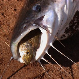 Our catfish dinner came with a bonus