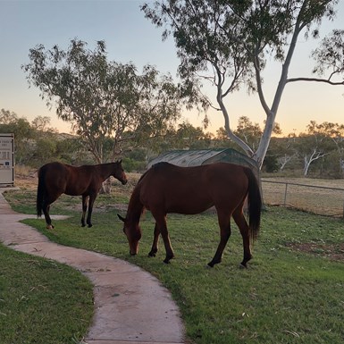Released, free range ex-racehorses