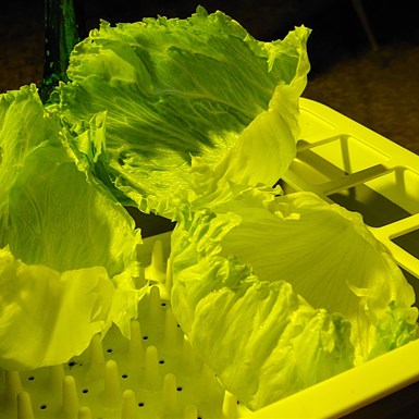 $9 lettuce - restaurant quality