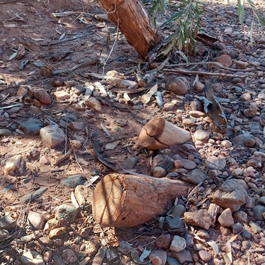 Evidence - people are chopping down live trees at the base!