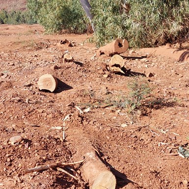 More dead tree trunks at the root base