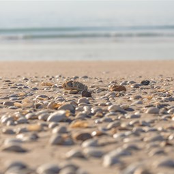 Shells on 80 Mile Beach