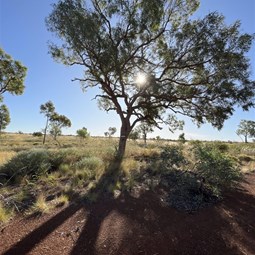 Mick Latham Memorial Tree