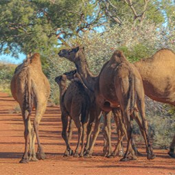 Spot the baby being protected