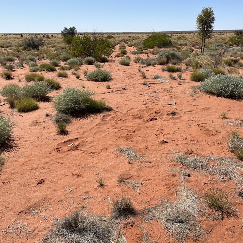 Callawa Track near Percival Lakes
