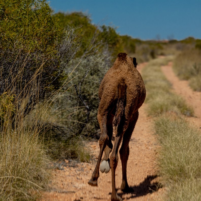 Small camel alone on the track