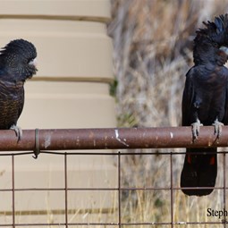 Pair of Red Tailed Black Cockatoos in the Ross River area