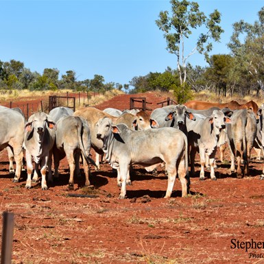 Cattle that had been mustered on Ammaroo Station