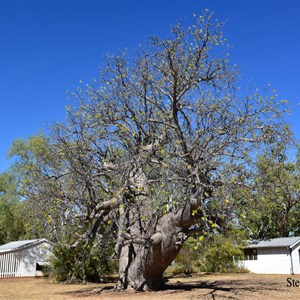 Old Boab Tree at Bullita Outstation