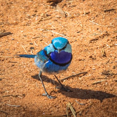 Male Splendid Fairy Wren