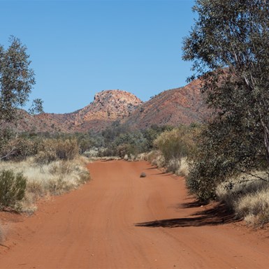 Entrance Drive to Palm Valley