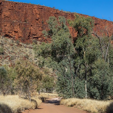 Entrance Drive to Palm Valley