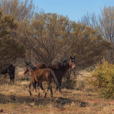 Brumbies