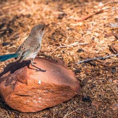 Non-breeding or Female Splendid Fairy Wren