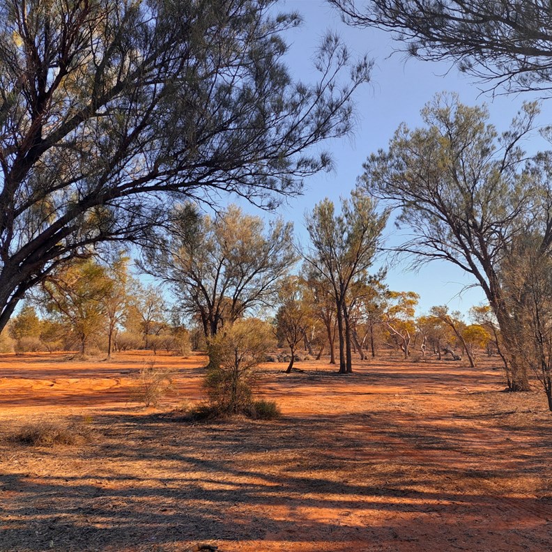 Campsite at The Pines