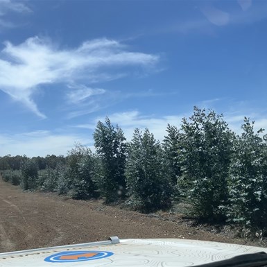 In the Bluegum Forest