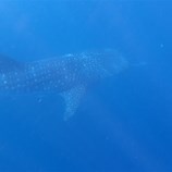 Whale Shark