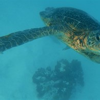 Turtles, rays, and sharks