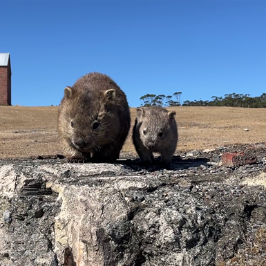 Wombats galore on Maria Island