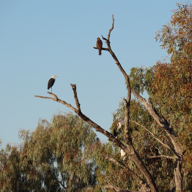 River Birdlife