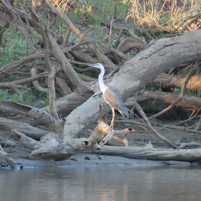 Brolga
