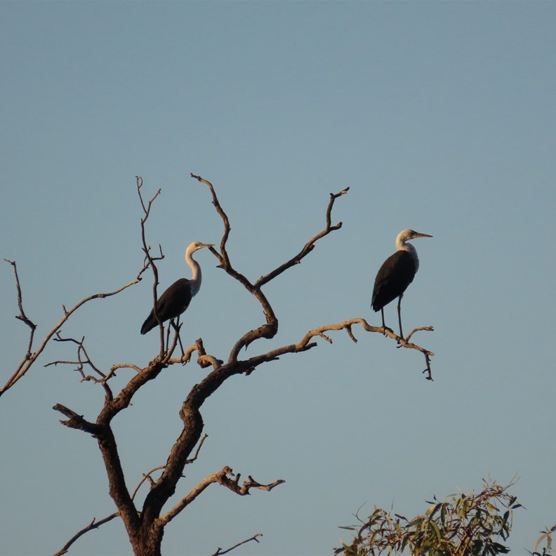Birdlife 1
