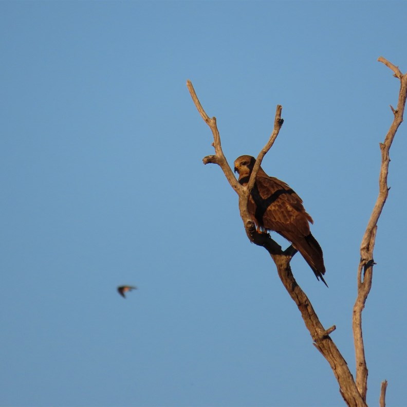 Birdlife 2
