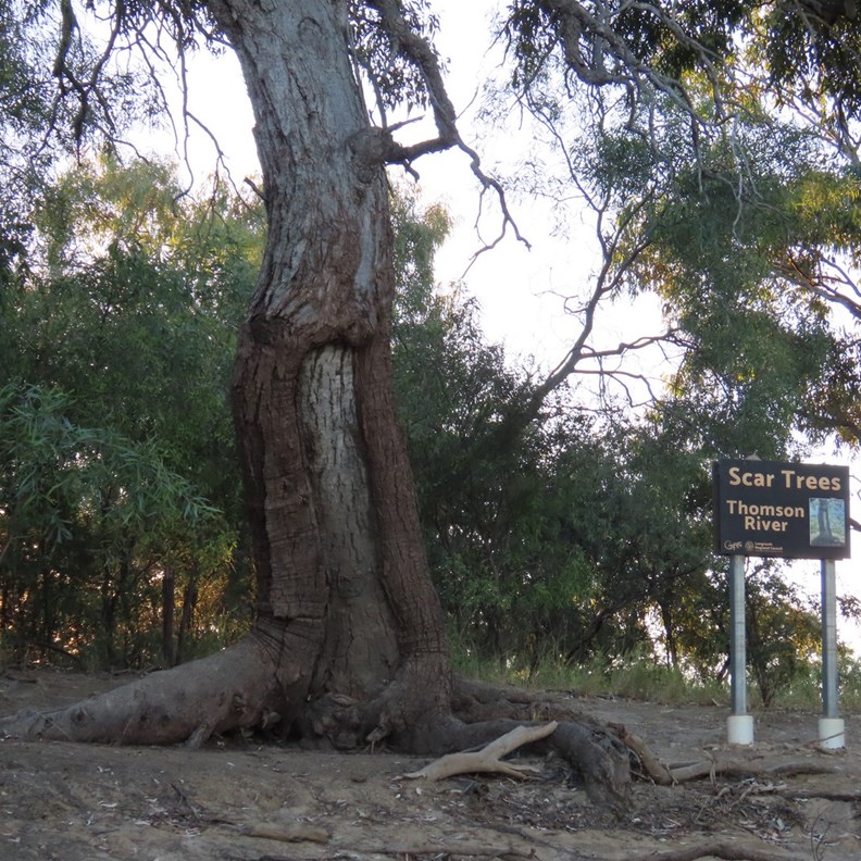 Scar Tree