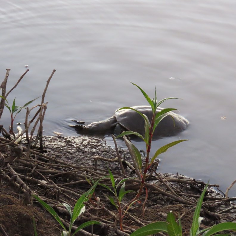 Longneck Turtle