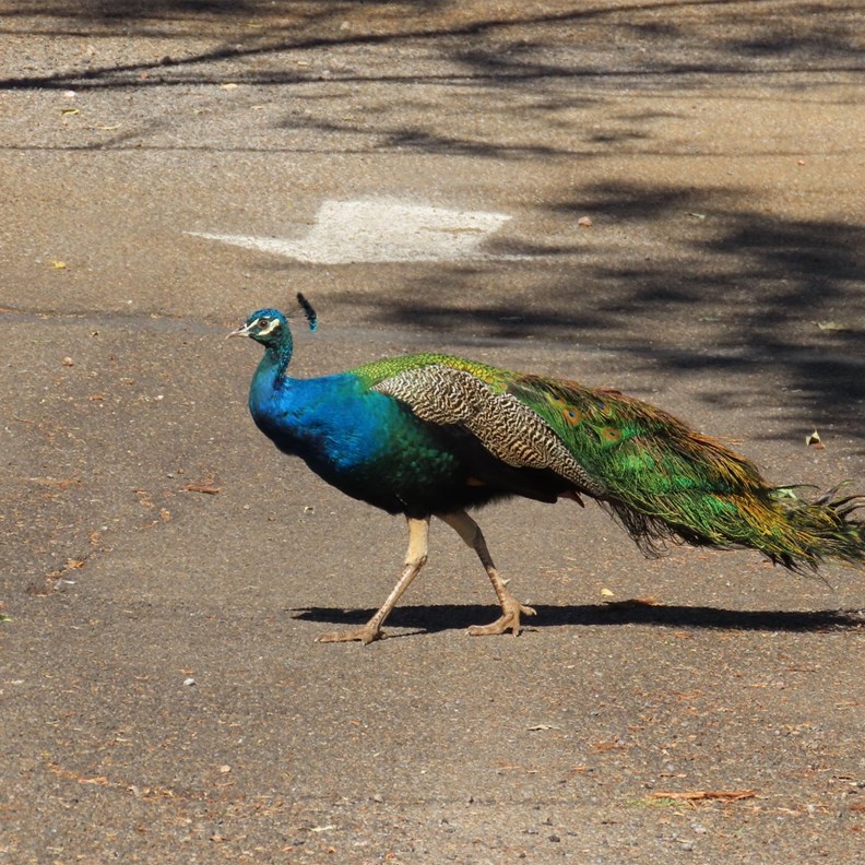 Peacock