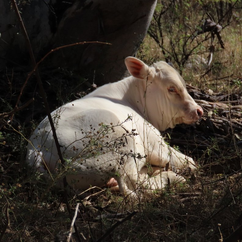 Baby Calf