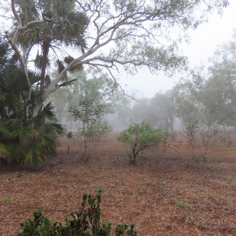 Foggy Morning 