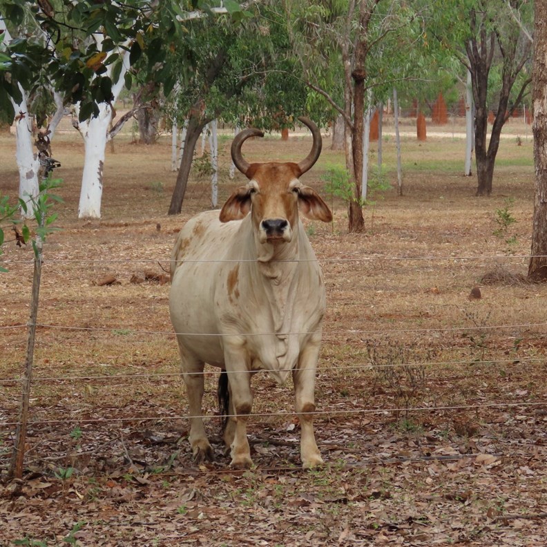 Our neighbour for lunch