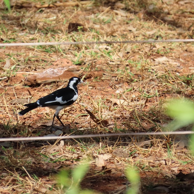 Bird on a wire - well almost