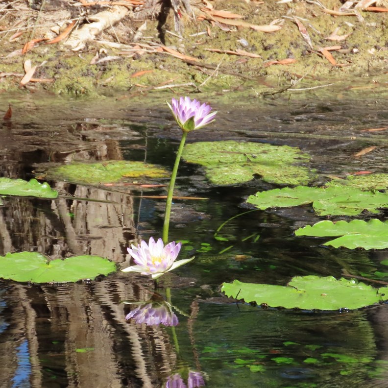 Water Lillies